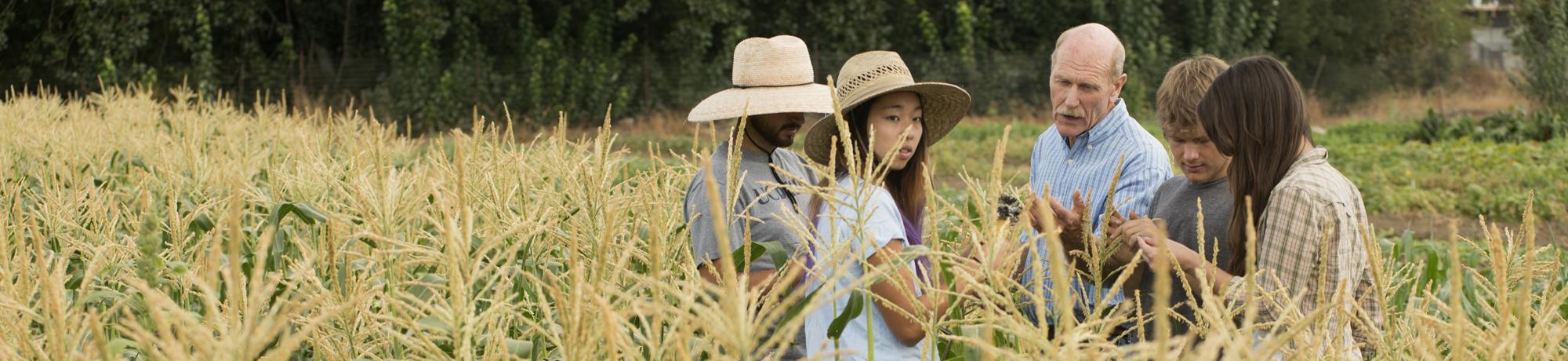 A faculty member talking with students in a corn field