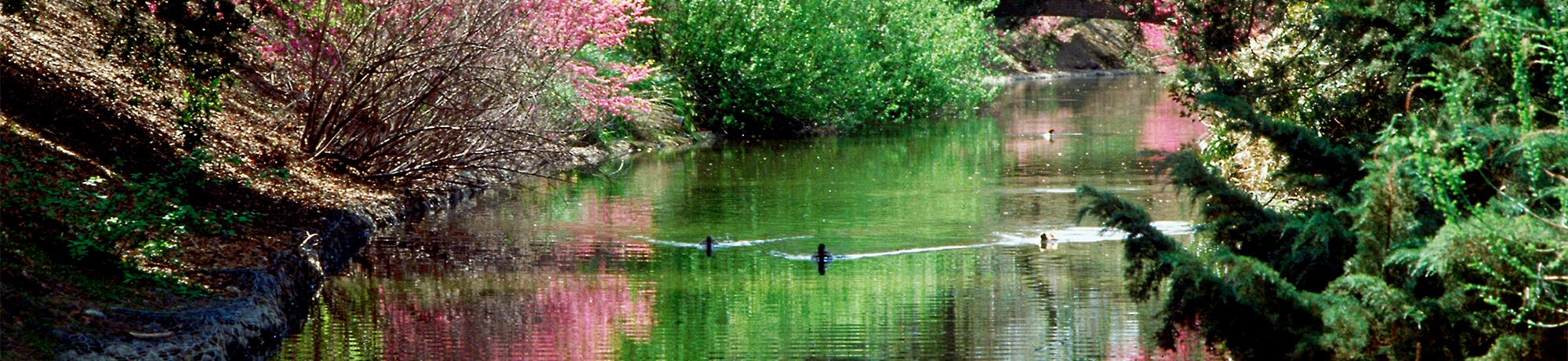 Ducks swimming in Putah Creek
